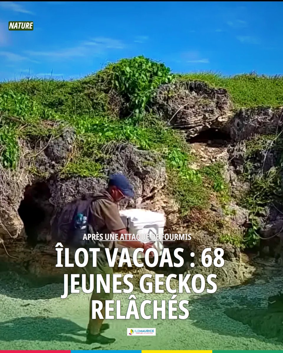 ilemaurice's tweet photo. Sur l'îlot Vacoas, 68 jeunes geckos nocturnes ont été relâchés après qu'une fourmi envahissante s'est attaquée aux œufs venus du zoo de Jersey. https://t.co/M8hIiUULCE #Biodiversite #IleMaurice #gecko https://t.co/vfyTS2slGX