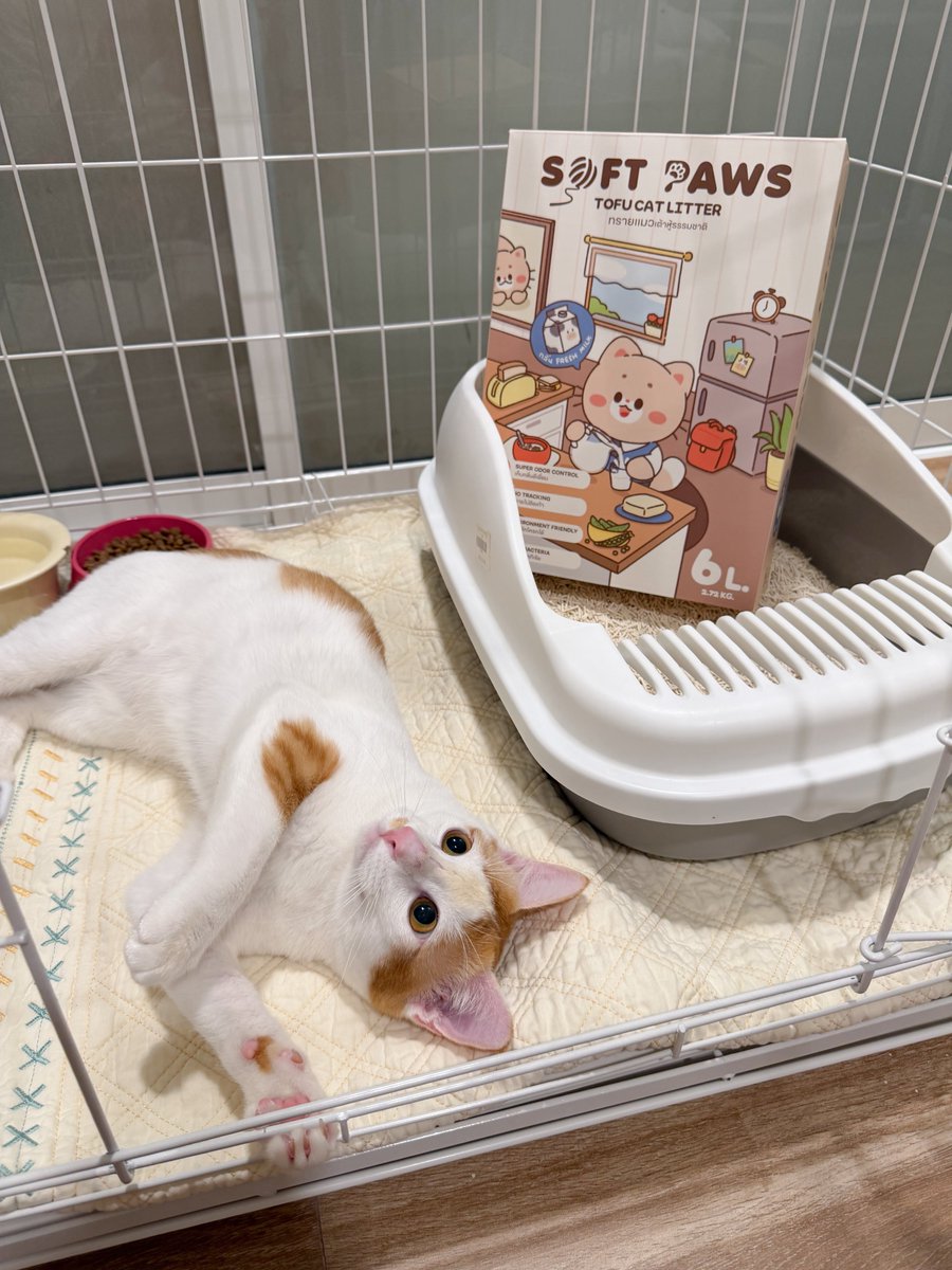 หนูนิดมีน้องเป็นโหล tweet media