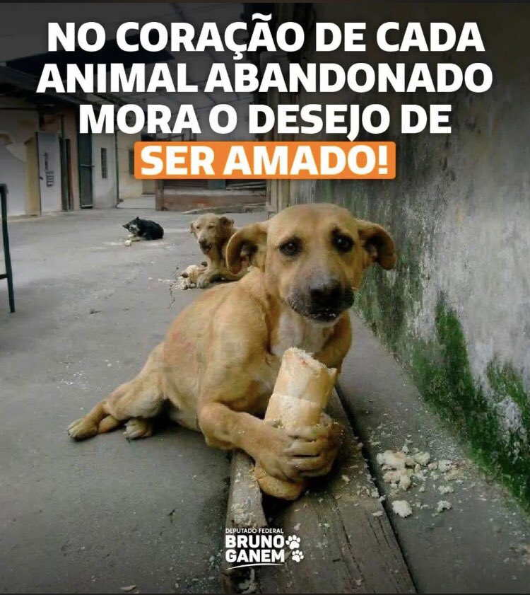 zzamor_animais's tweet photo. #BomDia A TODOS QUE AMAM, DEFENDEM, RESPEITAM, ADOTAM E AJUDAM OS ANIMAIS!!🙏🙏🙏🐾🐾🐾🐾🐙🦑🦐🦞🦀🦥🦦🦫🦡🦨🦜🦤❤️❤️❤️🌟🌟🌹🌹🌹🌹🌟🌟 https://t.co/LkPu6nnMKs