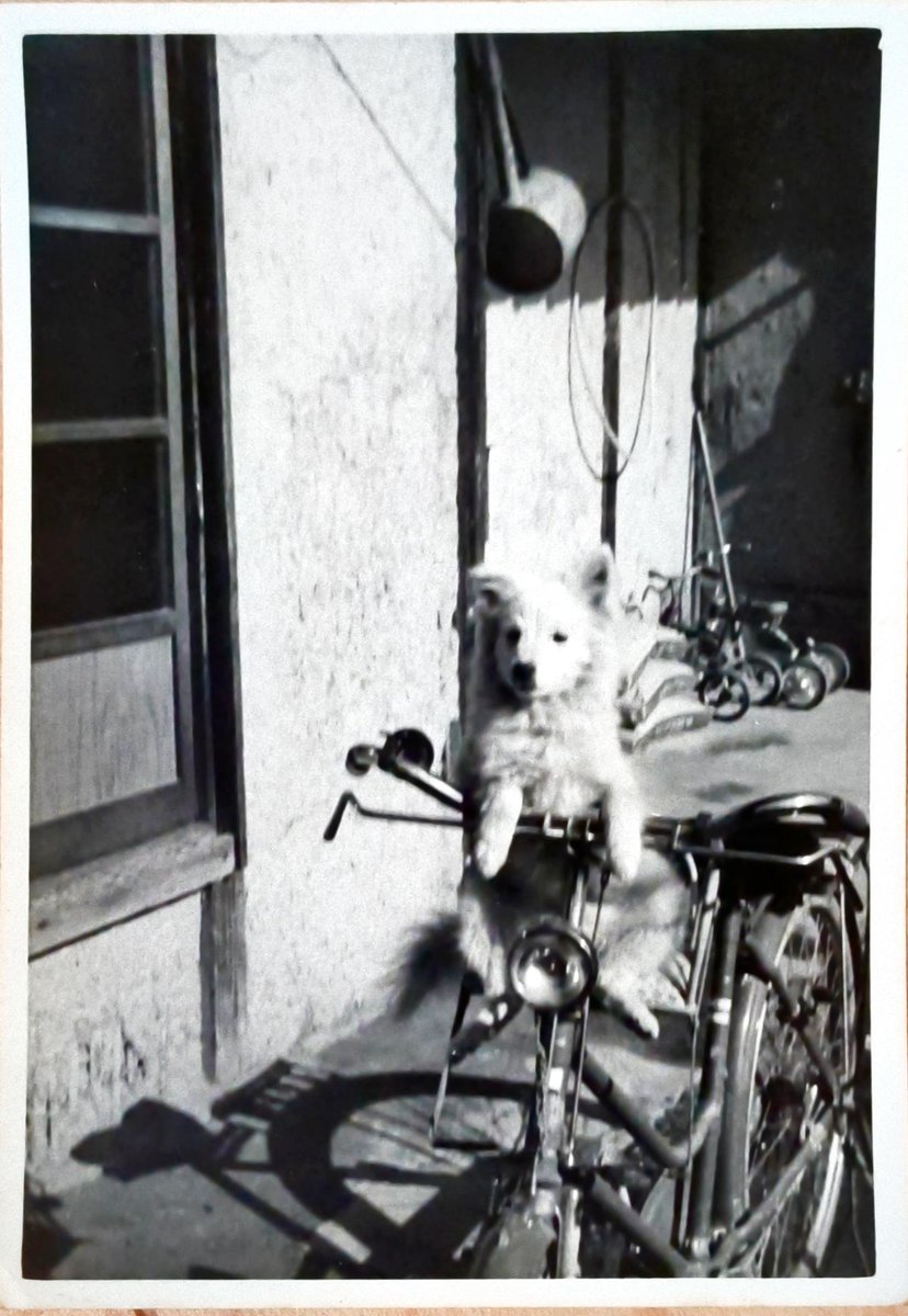 eleinutiger's tweet photo. ばあちゃんちの昔の犬の写真出てきた。かわいいから四角くしてみたよ🐕🐅 https://t.co/LCGPy0ONgp