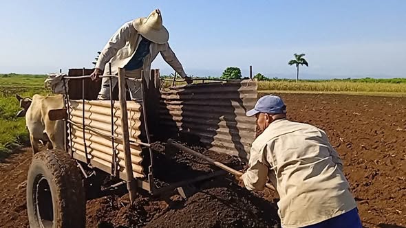 CNCTVGranma's tweet photo. #ProvinciaGranma/ Como el mayor legado de la familia Carrillo la  Finca 'La Maroma" destaca por sus  niveles productivos.
Perteneciente a la CCS Frank País García del municipio  #Campechuela este enclave productivo, cuenta con 8 hectáreas de tierra dedicadas a cultivos varios. https://t.co/diCNOSJBqt