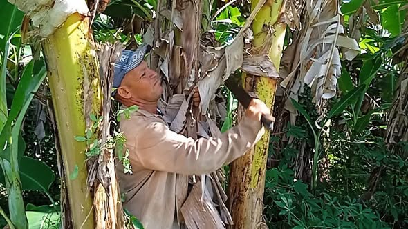 CNCTVGranma's tweet photo. #ProvinciaGranma/ Como el mayor legado de la familia Carrillo la  Finca 'La Maroma" destaca por sus  niveles productivos.
Perteneciente a la CCS Frank País García del municipio  #Campechuela este enclave productivo, cuenta con 8 hectáreas de tierra dedicadas a cultivos varios. https://t.co/diCNOSJBqt