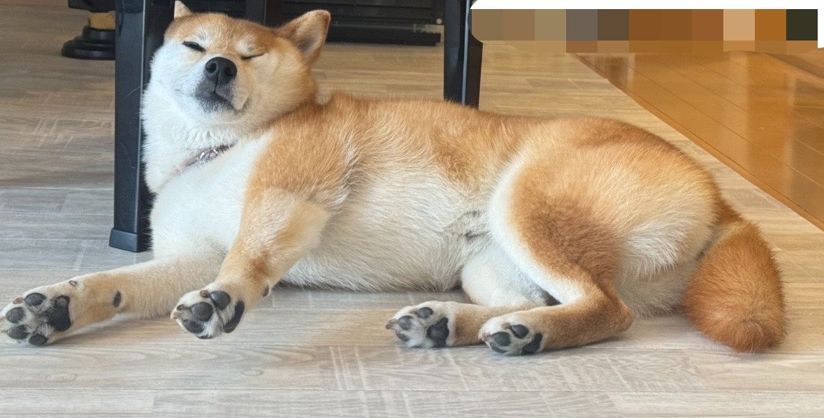 AmMiimomo's tweet photo. @FezPineApple うちの子です！
家でゴロゴロしてる写真しかないけど🤣 https://t.co/mRnPFYeqnV