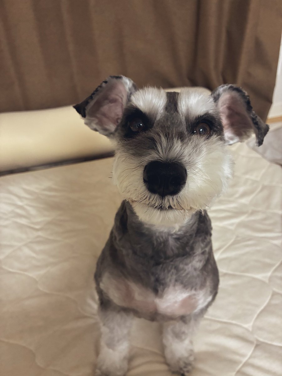 20220717_lili's tweet photo. ごはんの気配がするので姿勢良く目をキラキラさせてます
🐶ごはん！ごはん！！ごはーん！！！
#ミニチュアシュナウザー #犬のいる暮らし https://t.co/ILMdI0RmuT