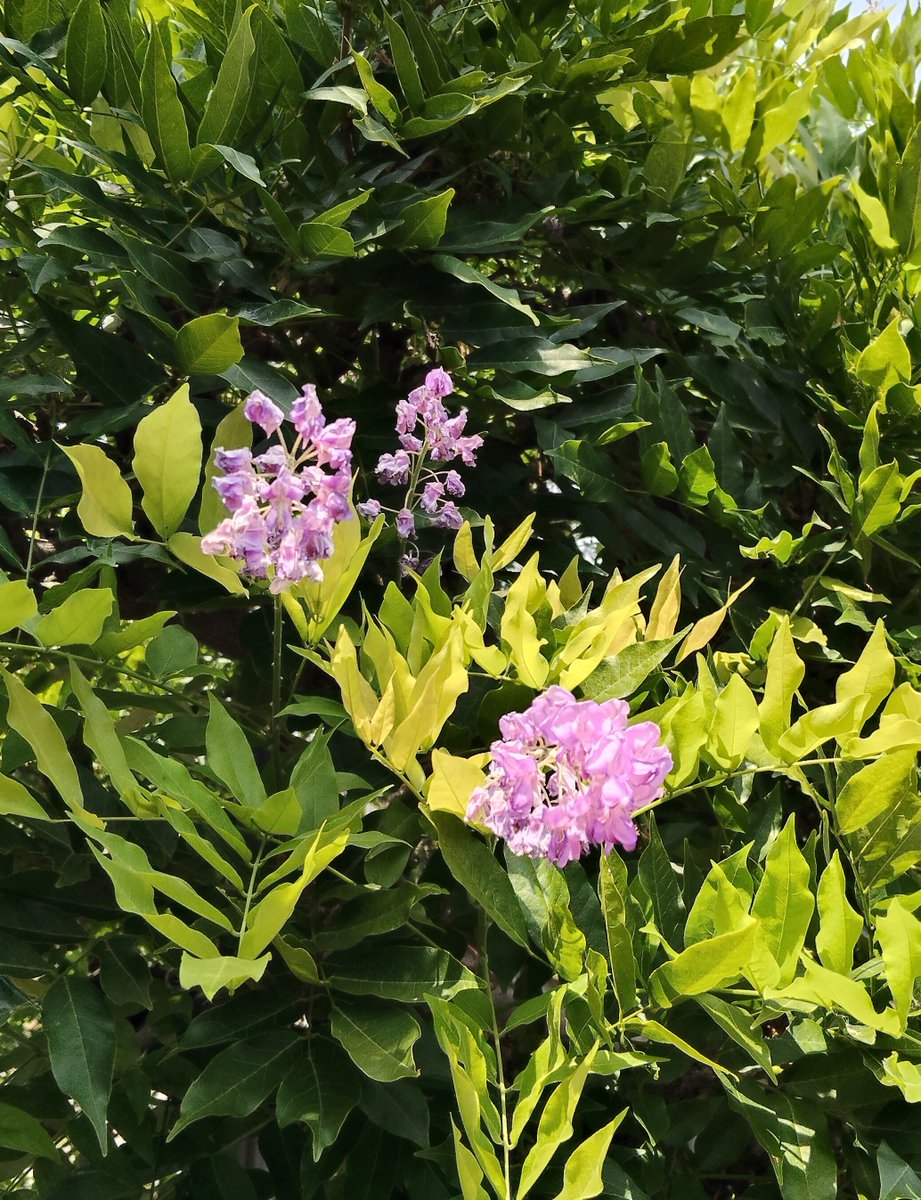 shi00222's tweet photo. やっぱり藤の花じゃないかな？
写真をグーグルカメラで調べたらサルスベリって言われたけどサルスベリとは違うような？ https://t.co/hstUEjTkgW