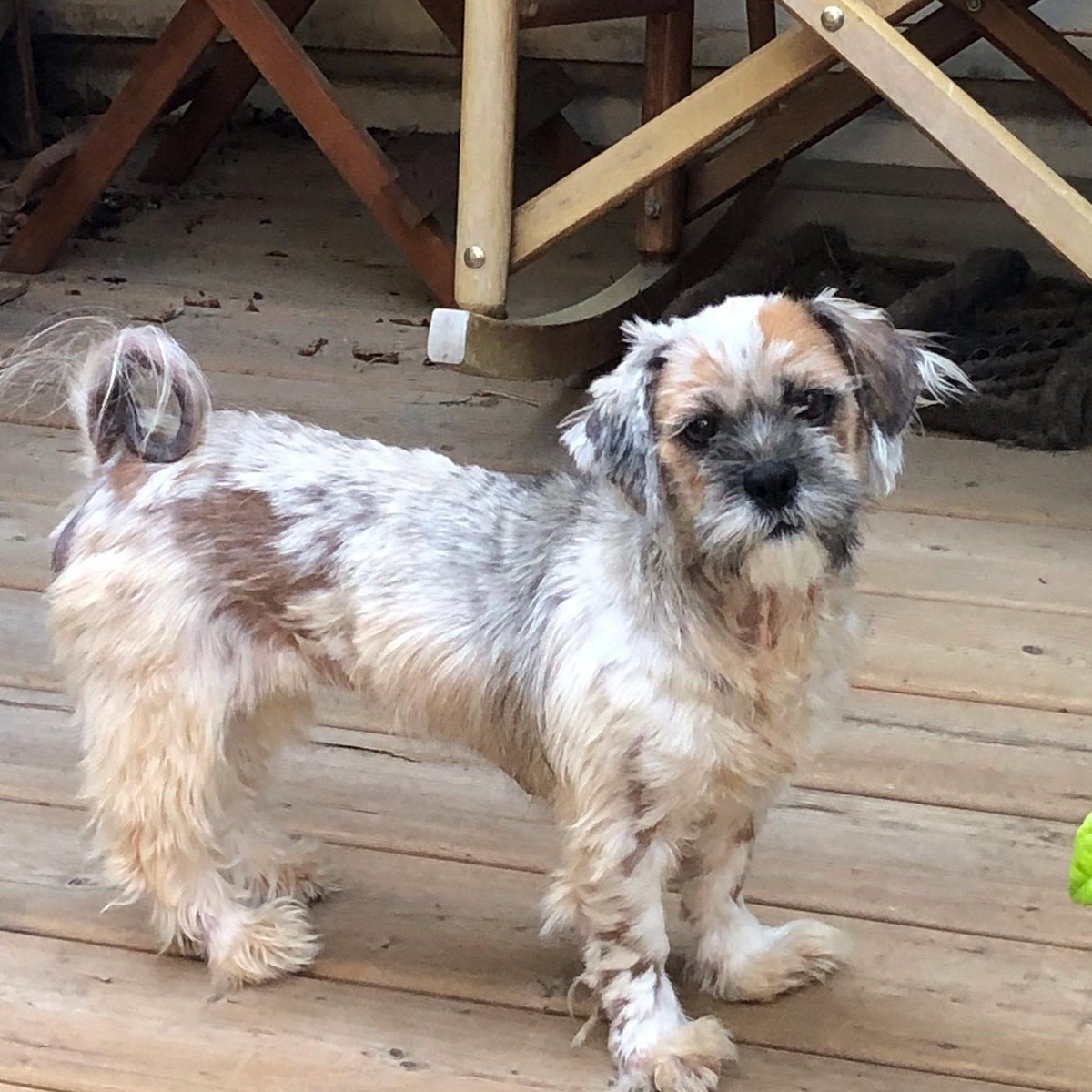 janelainewylie's tweet photo. Adopt@ #Toronto's https://t.co/PNRh3n32pn https://t.co/GAX6h8895A #JunctionTO #NorthYork #Willowdale #AuroraON #Keswick #orangeville #Markham #eastyork #danforth #caledon #DurhamRegion #RichmondHill #vaughan #oakville #brampton #mississauga #Sudbury #newmarket #muskoka #etobicoke https://t.co/kRQzCkVz14