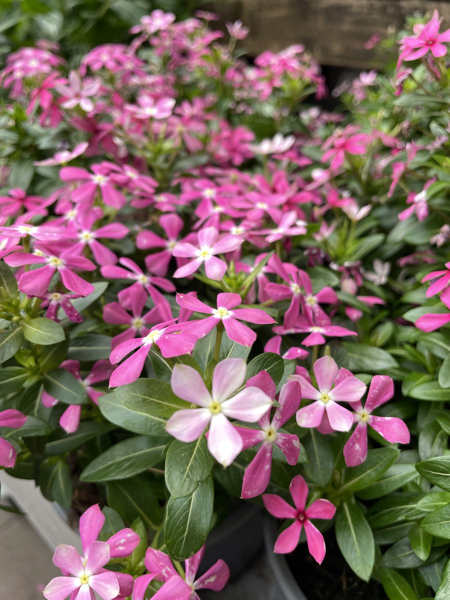 Truffaut's tweet photo. Les pervenches de Madagascar envahissent nos magasins avec leurs fleurs colorées 🌸 Laissez-vous séduire par cette jolie plante ! #jeudiphoto https://t.co/HaaDpOczCo