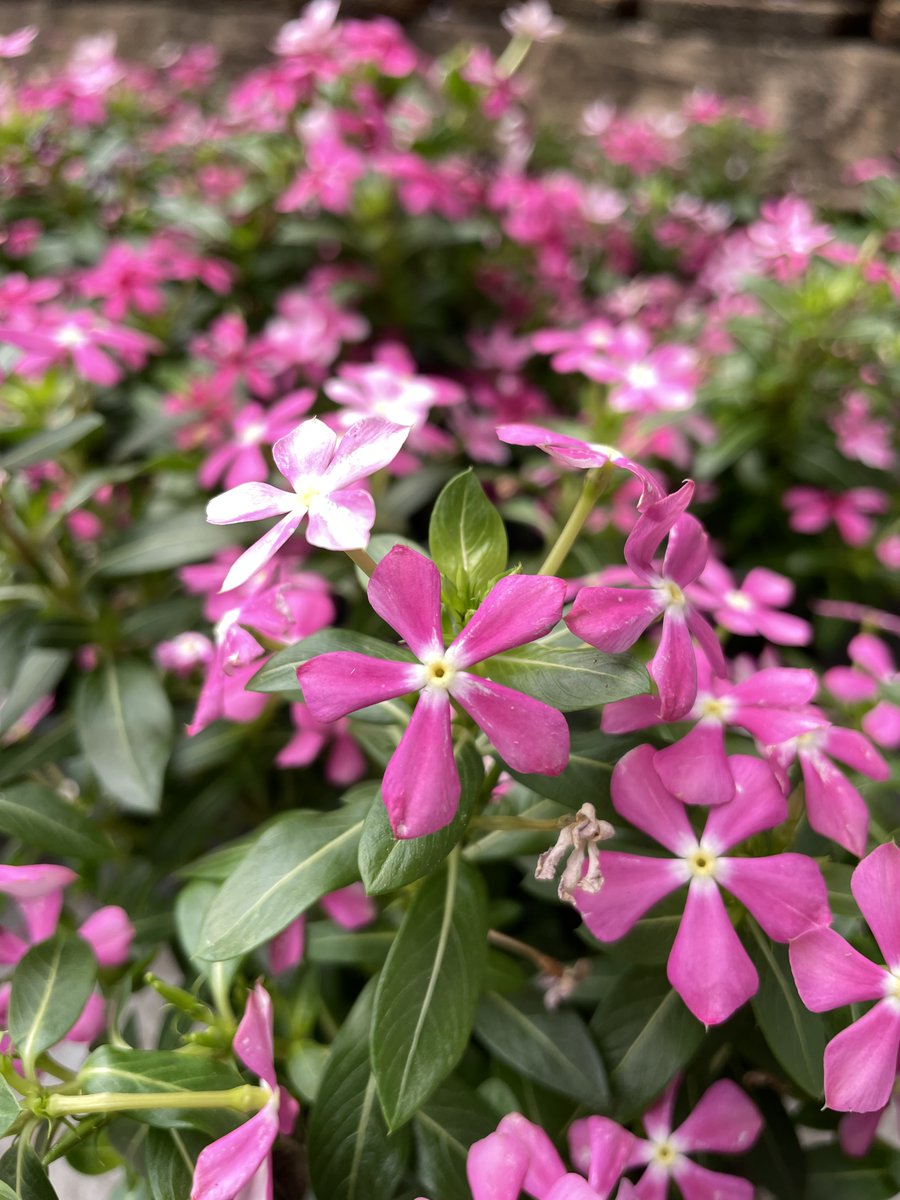 Truffaut's tweet photo. Les pervenches de Madagascar envahissent nos magasins avec leurs fleurs colorées 🌸 Laissez-vous séduire par cette jolie plante ! #jeudiphoto https://t.co/HaaDpOczCo