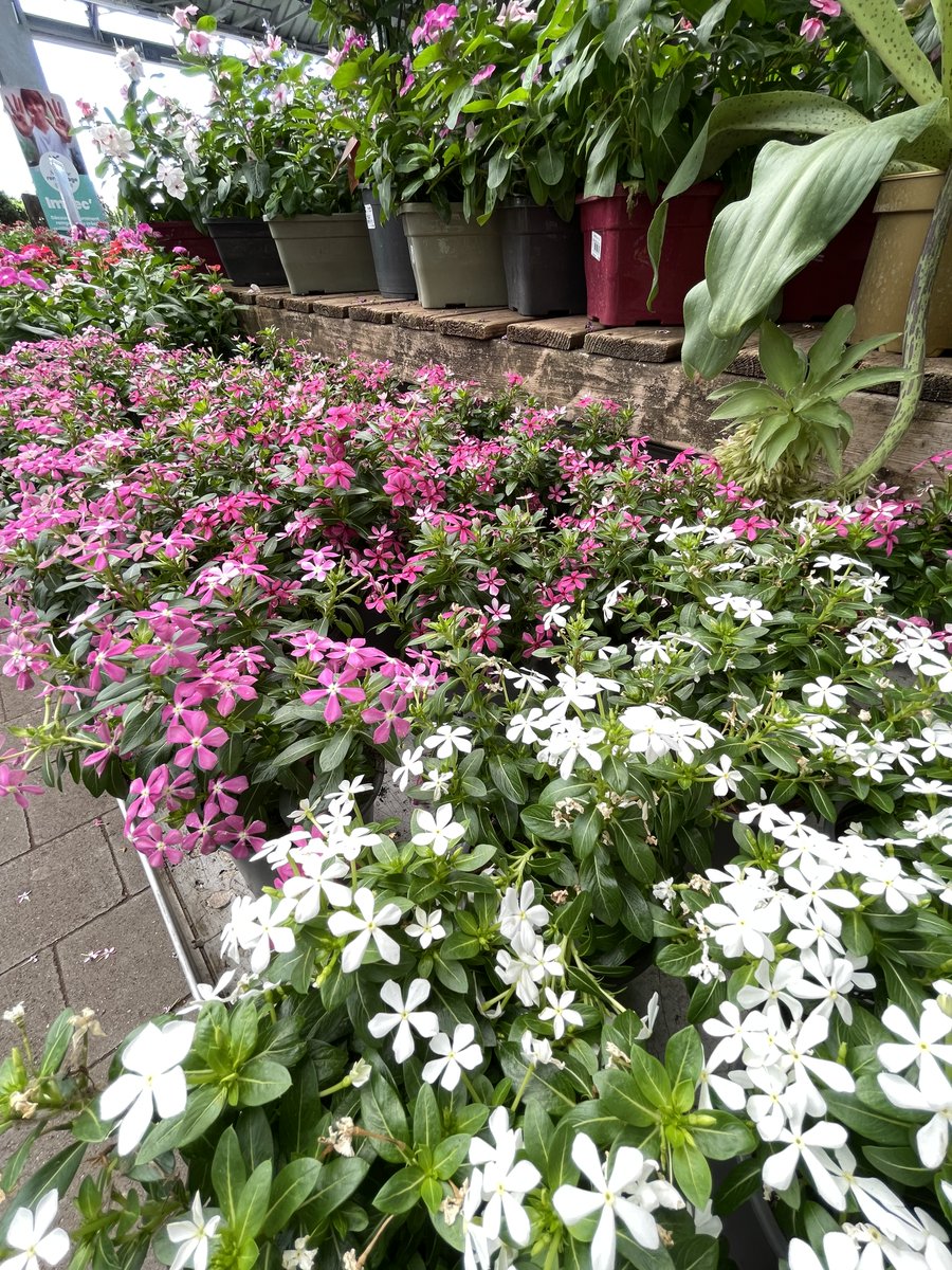 Truffaut's tweet photo. Les pervenches de Madagascar envahissent nos magasins avec leurs fleurs colorées 🌸 Laissez-vous séduire par cette jolie plante ! #jeudiphoto https://t.co/HaaDpOczCo