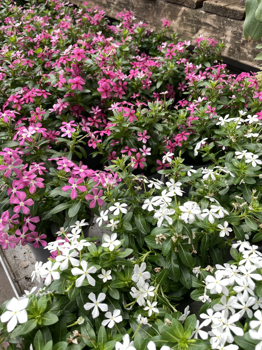 Truffaut's tweet photo. Les pervenches de Madagascar envahissent nos magasins avec leurs fleurs colorées 🌸 Laissez-vous séduire par cette jolie plante ! #jeudiphoto https://t.co/HaaDpOczCo