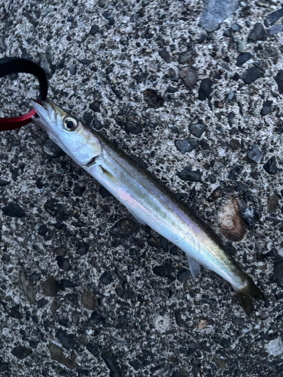 haruthony's tweet photo. 日の出の釣りばっかだったから久しぶりの日の入りの釣り楽しかった🐟
もうちょいでかいの釣りたい、カサゴだけはでかい https://t.co/UyFZGovxNA