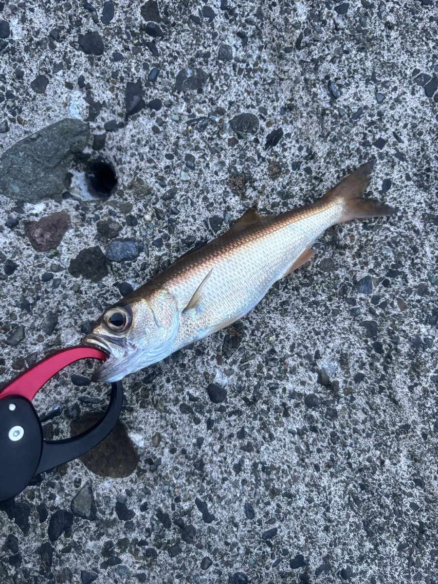 haruthony's tweet photo. 日の出の釣りばっかだったから久しぶりの日の入りの釣り楽しかった🐟
もうちょいでかいの釣りたい、カサゴだけはでかい https://t.co/UyFZGovxNA