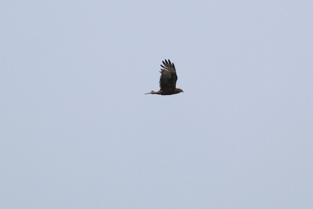 silkdarvish's tweet photo. チュウヒ 
モズ
北海道・紋別市  
2026.7月

#チュウヒ #モズ
#野鳥 #野鳥撮影 #野鳥観察
#バードウォッチング #birdwatching
#オホーツク #紋別 https://t.co/OQkgEzQ7VB