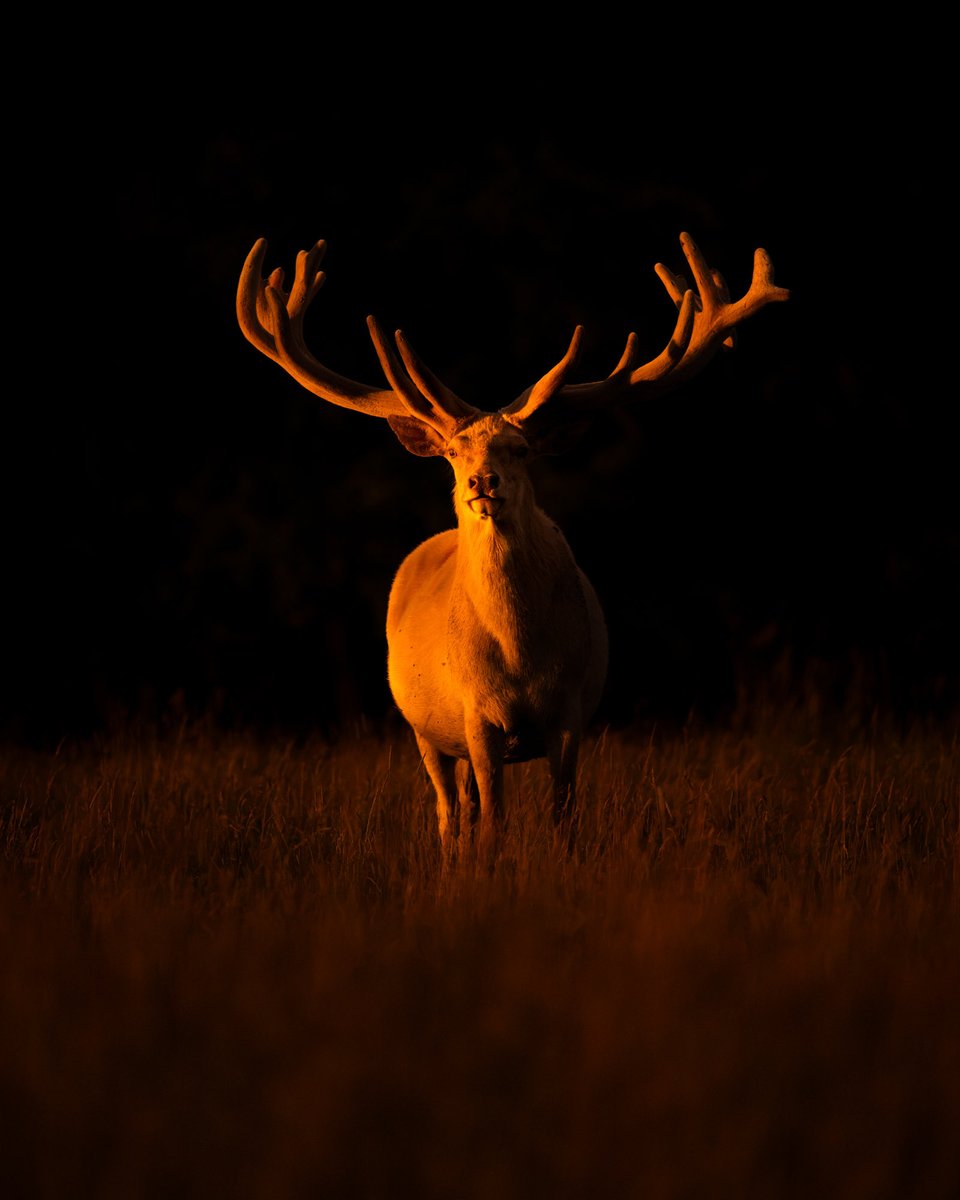 iyer_naresh's tweet photo. The glowing white stag photographed at Jægersborg Dyrehave!

#natgeo #bbcwildlifepotd #earthcapture #natgeoyourshot #animalplanetindia

@BBCEarth @WildlifeMag @NatGeoIndia @NatGeoHistory @AnimalPlanetIn @NikonEurope @NikonIndia https://t.co/1WbZIWYUa2
