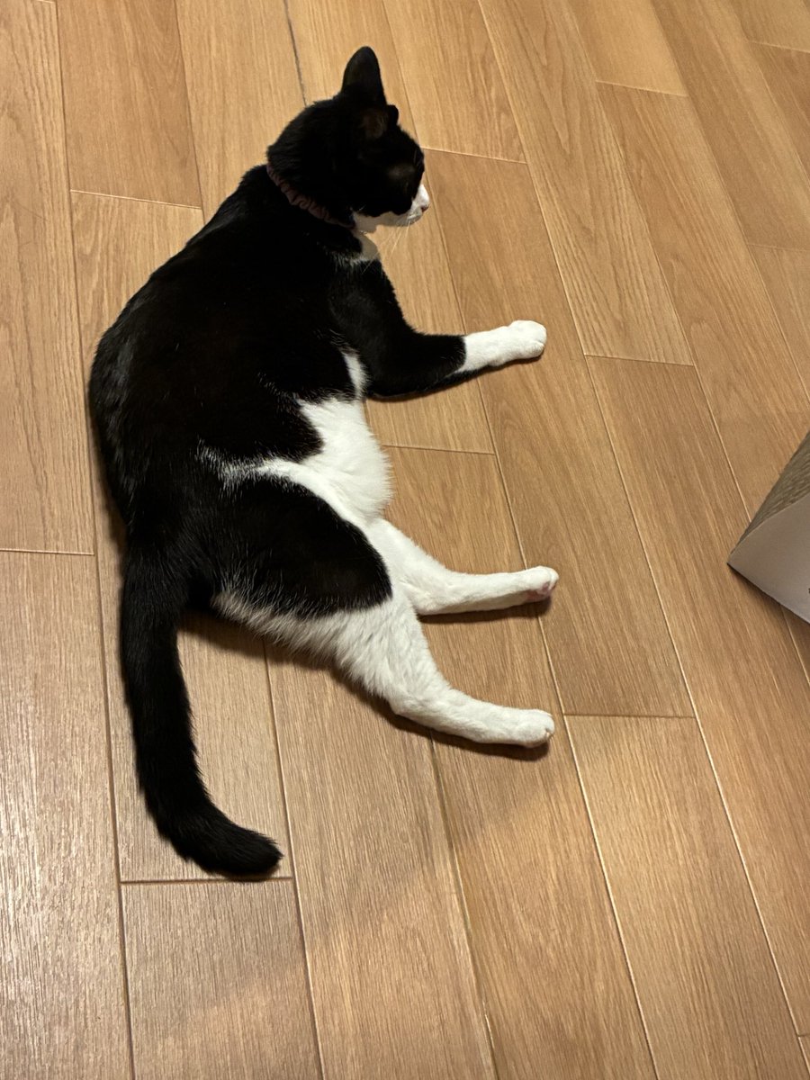 eminame28's tweet photo. うちにも猫落ちてた https://t.co/RBejS6qRS1
