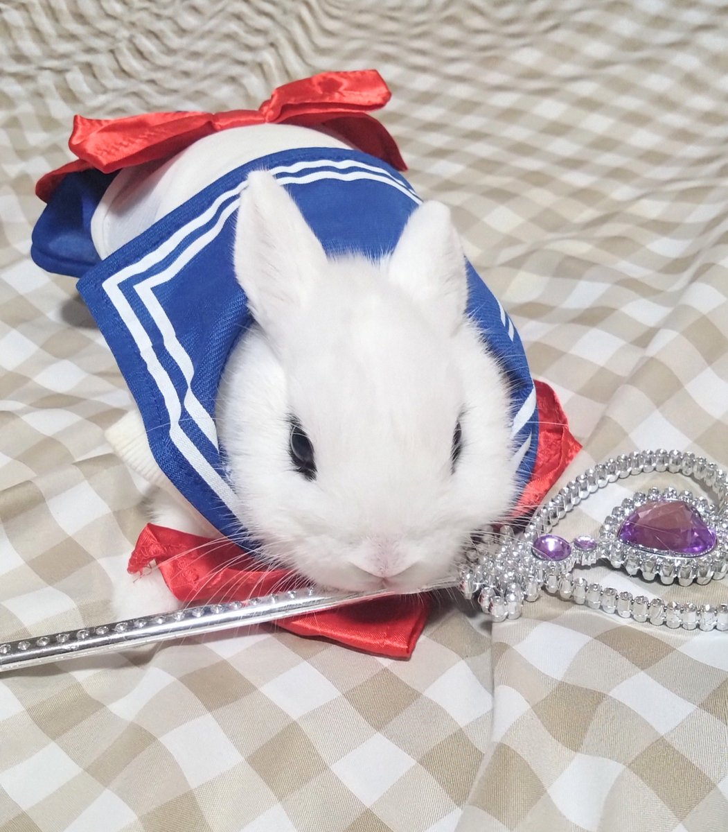 CyokoKinako's tweet photo. 女の子には無敵の武器がある
それは弱さに寄り添う眼差しと
全てを受け入れる強さ
Shny Make Up 
 戦うよ 星空を纏って
新しい伝説が 今ここから始まる
La  La Pretty Guardian
SAILOR MOON👔
おやすみなさい
Good night🩷🐰
Boa noite🩷🐰
＃うさぎ
＃セーラムーン
＃Rabbit
#Coelho https://t.co/HySUIYht1j