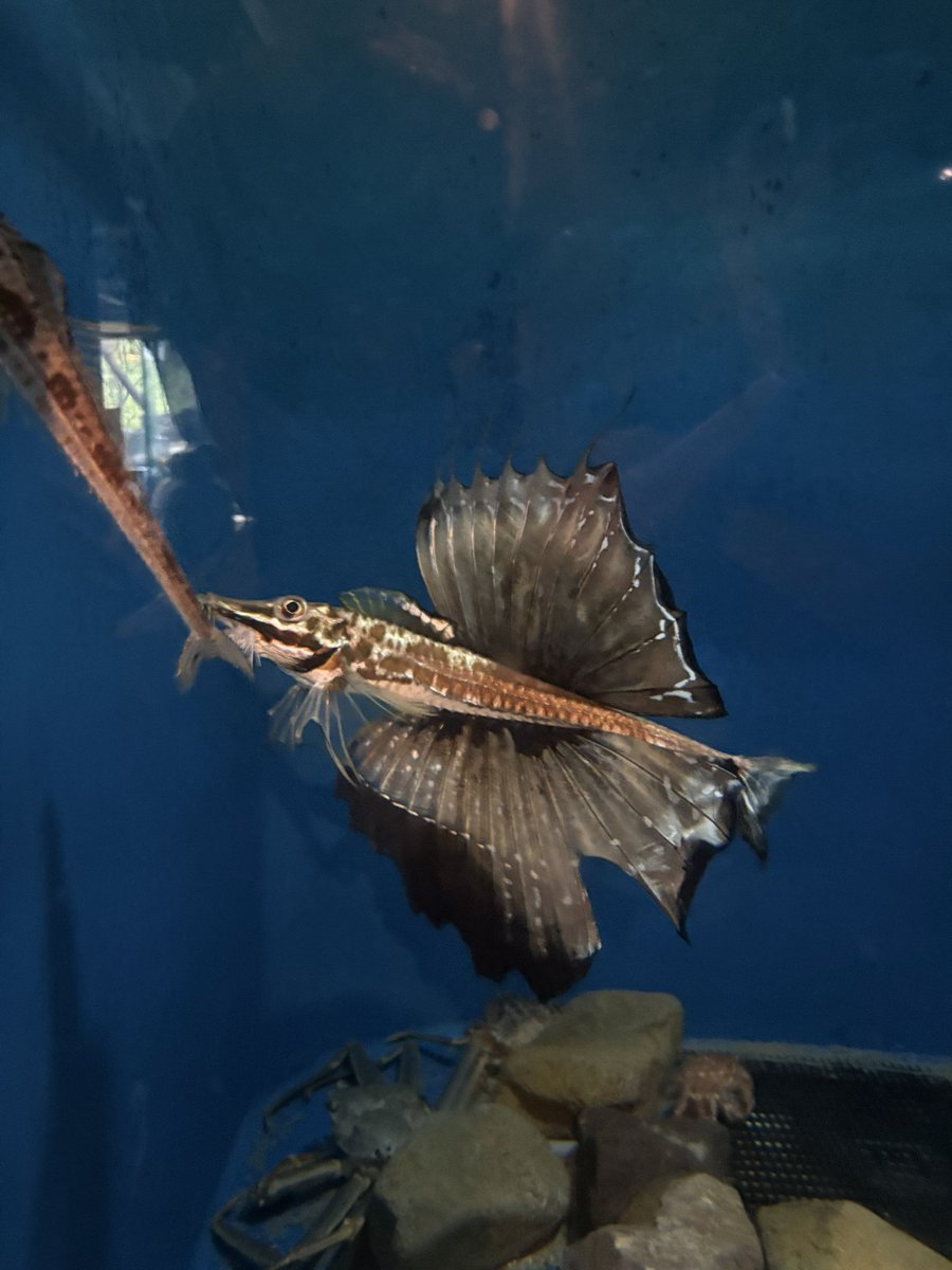 sakuraebinotnpr's tweet photo. 最近は男鹿水に行ったよ🐟 https://t.co/M1Y9BOVwvA