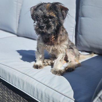 janelainewylie's tweet photo. Adopt @ Toronto's https://t.co/PNRh3n32pn https://t.co/GAX6h8895A #LdnOnt #MiddlesexCounty #OxfordCounty #ElginCounty #StThomas #stthomasproud #lambtonshores #grandbend #StThomasOn #scarbTO #princeedwardcounty #wasagabeach #parrysound #yorkregion #oshawa #NiagaraRegion #northbay https://t.co/J5qA69FR7r