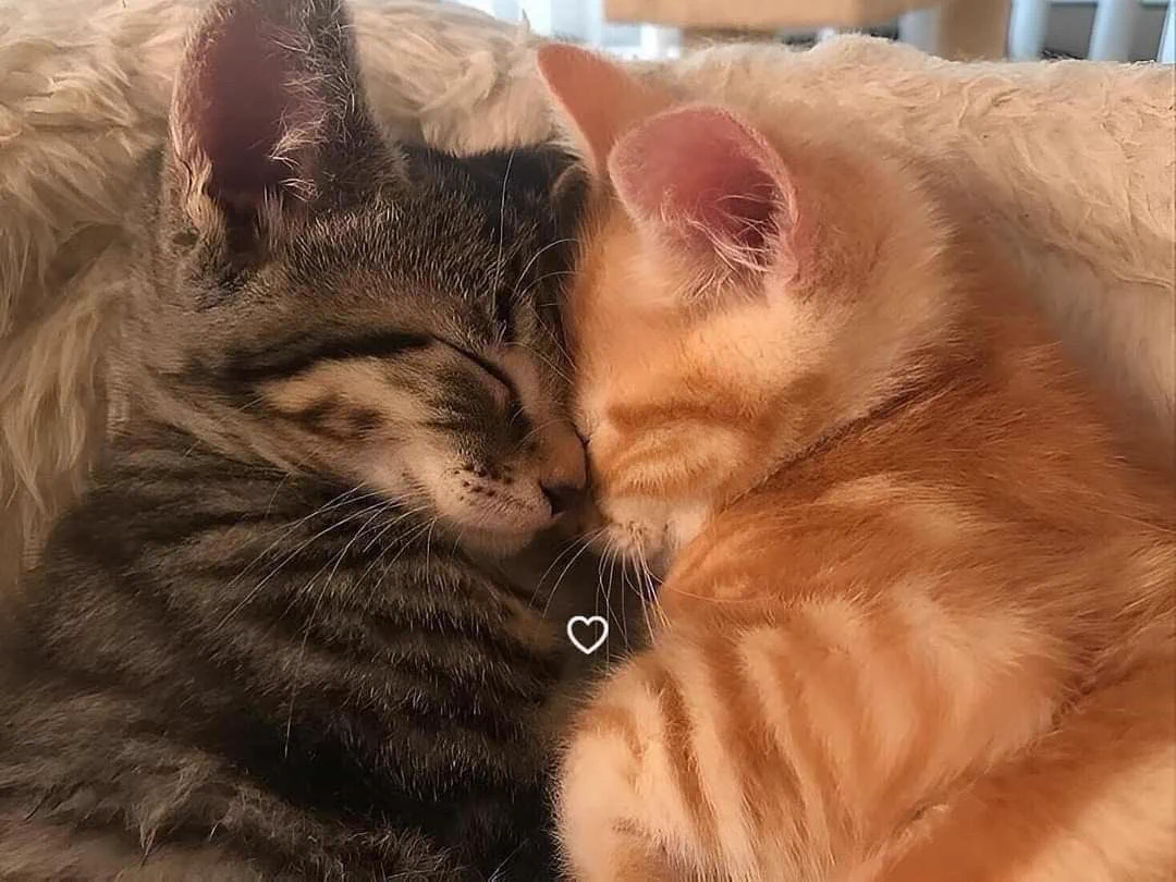 🌸ミズキ🌸 в X: „キジトラ猫×茶トラ猫の組み合わせ、かほめぐやと思っ