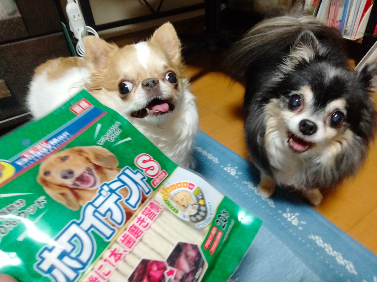 echigoyamoke's tweet photo. ほれ、喜べ。
カミカミ買ってきたぞ🤭 https://t.co/oDc0w0WdZN