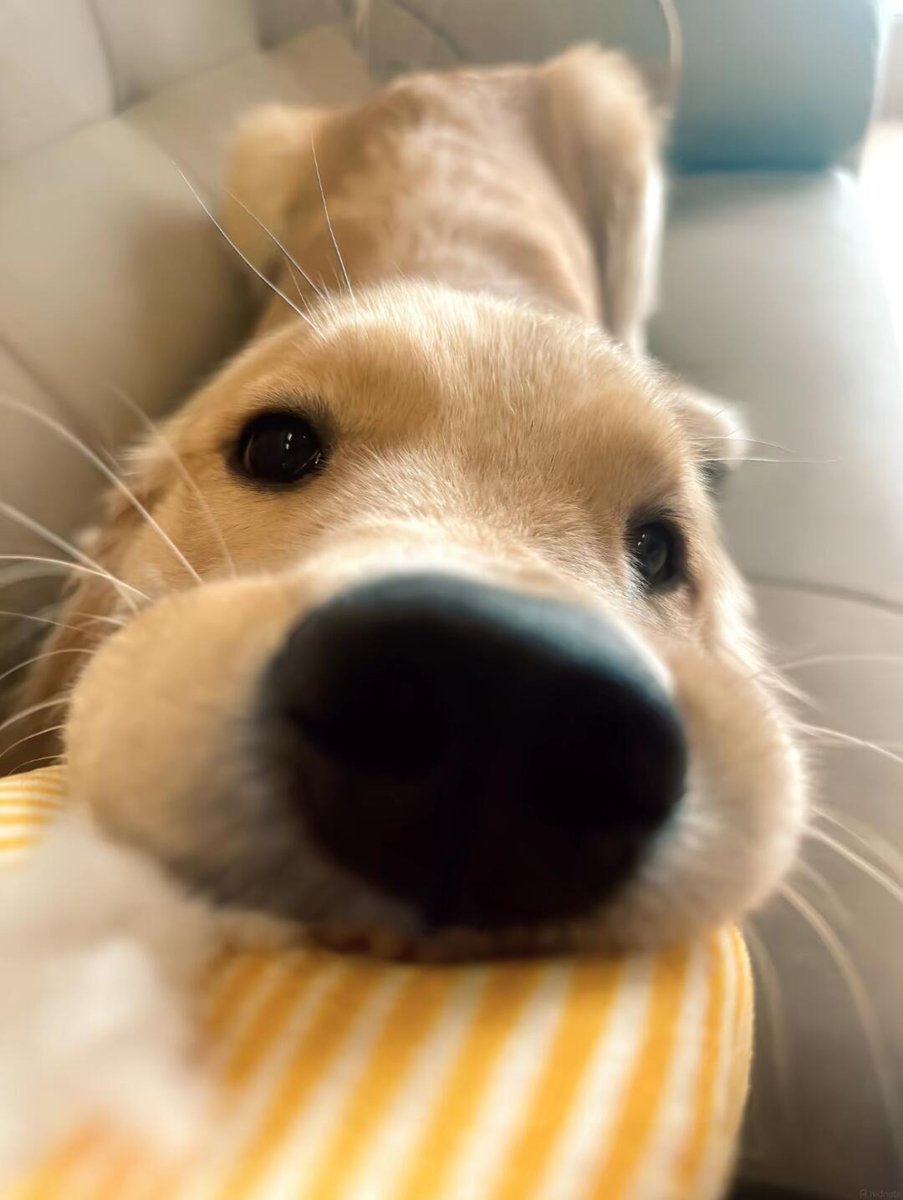 dogssaveworld's tweet photo. This nose needs a boop ❤️ https://t.co/hIWT45uRdW