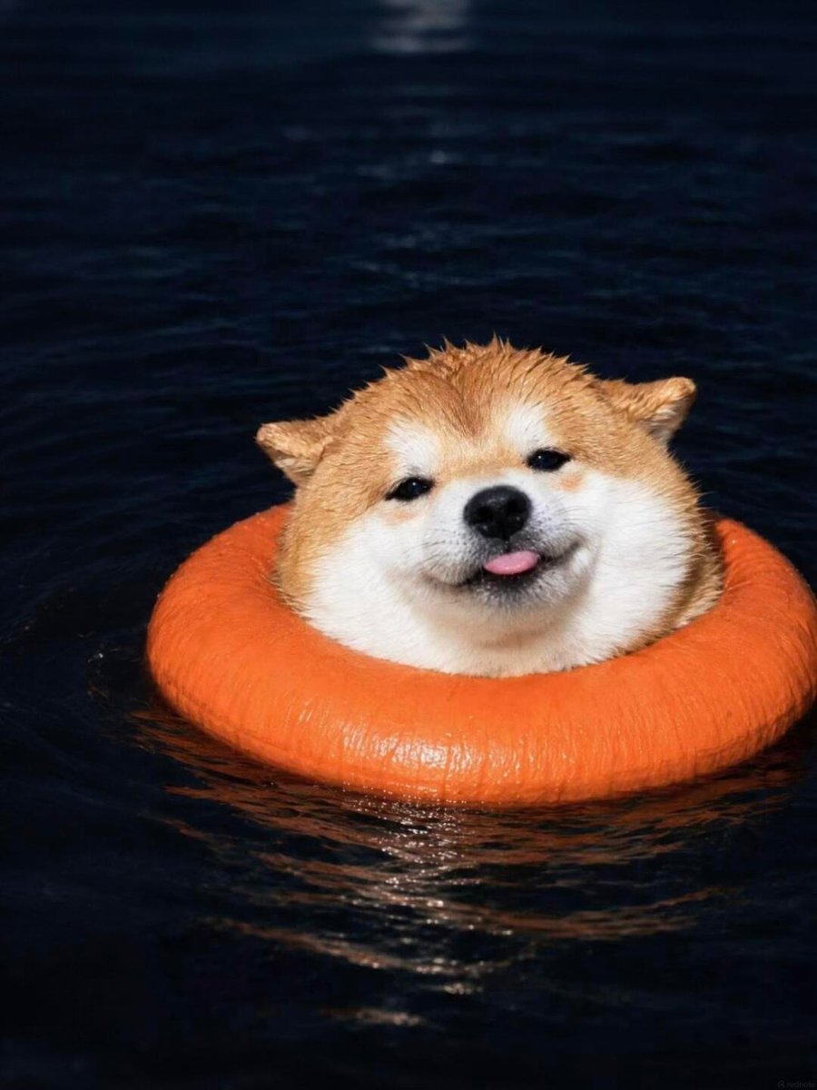 dogssaveworld's tweet photo. Shiba floating in style 🧡🐕 https://t.co/Vm1utw9GVk