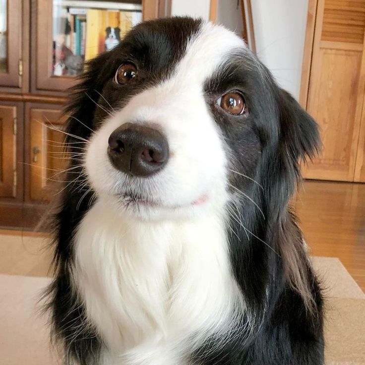 dogssaveworld's tweet photo. Soft Collie stare 🥺🐶 https://t.co/KAjZ5b0ZFC