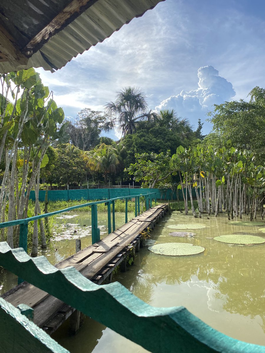KattyF3009's tweet photo. Iquitos, Perú 🇵🇪 https://t.co/eGUEZaRIFx