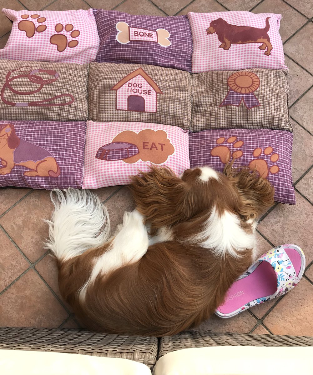 dolceSally's tweet photo. Hi Pals! Today I want to confess to you my #SecretPassion forβ¦ #slippers! π€ͺ
I love them! πππ
Look at me with slippers, over the yearsβ¦ π
(part 1)
#CavalierKingCharlesSpaniel πΆ https://t.co/7GqiZQCK2J