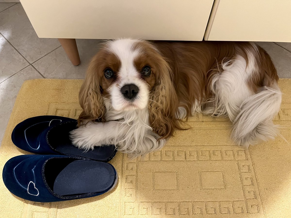 dolceSally's tweet photo. Hi Pals! Today I want to confess to you my #SecretPassion forβ¦ #slippers! π€ͺ
I love them! πππ
Look at me with slippers, over the yearsβ¦ π
(part 1)
#CavalierKingCharlesSpaniel πΆ https://t.co/7GqiZQCK2J