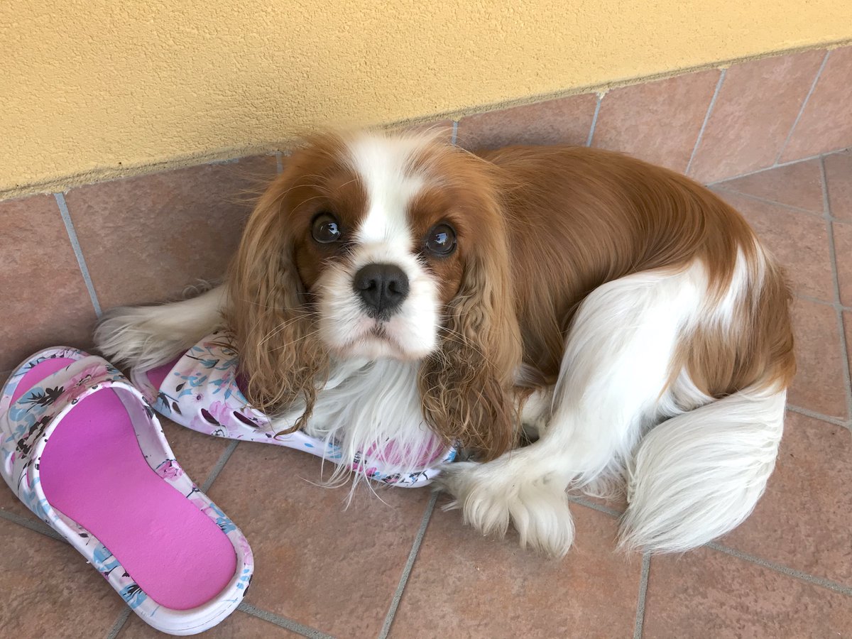 dolceSally's tweet photo. Hi Pals! Today I want to confess to you my #SecretPassion forβ¦ #slippers! π€ͺ
I love them! πππ
Look at me with slippers, over the yearsβ¦ π
(part 1)
#CavalierKingCharlesSpaniel πΆ https://t.co/7GqiZQCK2J