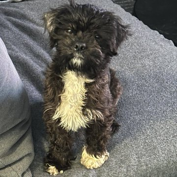 janelainewylie's tweet photo. Adopt @ Toronto's https://t.co/PNRh3n32pn https://t.co/GAX6h8895A #LdnOnt #MiddlesexCounty #OxfordCounty #ElginCounty #StThomas #stthomasproud #lambtonshores #grandbend #StThomasOn #scarbTO #princeedwardcounty #wasagabeach #parrysound #yorkregion #oshawa #NiagaraRegion #northbay https://t.co/J5qA69FR7r