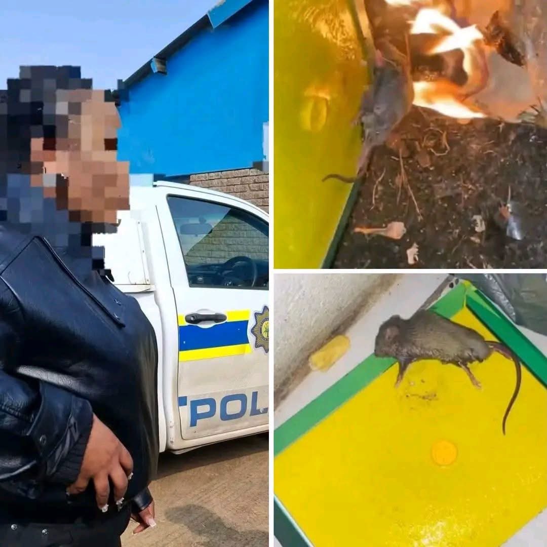 Am_Blujay's tweet photo. Influencer arrested after video allegedly showed a rat being burned alive

A social media influencer has been arrested in Bloemfontein and charged with animal cruelty after a disturbing video allegedly showed the individual deliberately burning a rat alive.

The incident sparked widespread outrage online. The SPCA says cruelty to any animal is a criminal offence, stressing that no animal deserves to suffer, regardless of its species. Authorities are urging the public to report all cases of animal abuse.