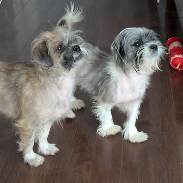 janelainewylie's tweet photo. Adopt @ Toronto's https://t.co/PNRh3n32pn https://t.co/GAX6h8895A #LdnOnt #MiddlesexCounty #OxfordCounty #ElginCounty #StThomas #stthomasproud #lambtonshores #grandbend #StThomasOn #scarbTO #princeedwardcounty #wasagabeach #parrysound #yorkregion #oshawa #NiagaraRegion #northbay https://t.co/J5qA69FR7r