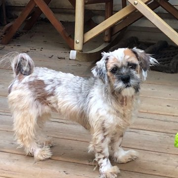 janelainewylie's tweet photo. Adopt @ Toronto's https://t.co/PNRh3n32pn https://t.co/GAX6h8895A #LdnOnt #MiddlesexCounty #OxfordCounty #ElginCounty #StThomas #stthomasproud #lambtonshores #grandbend #StThomasOn #scarbTO #princeedwardcounty #wasagabeach #parrysound #yorkregion #oshawa #NiagaraRegion #northbay https://t.co/J5qA69FR7r