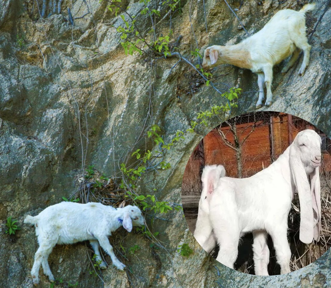 Noz_192837's tweet photo. Heygoat 嘿山羊(hey+goat) 
Nasty Guys (12/19) 
#fakemon #オリポケ https://t.co/lCBBNAvck3