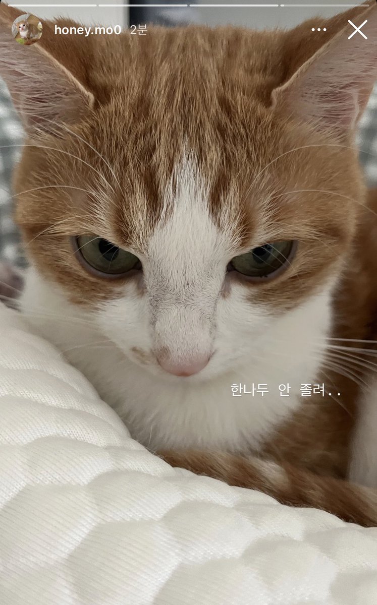 mo0_mo00's tweet photo. 일단 누워는 줌 https://t.co/WvA3QCAcox