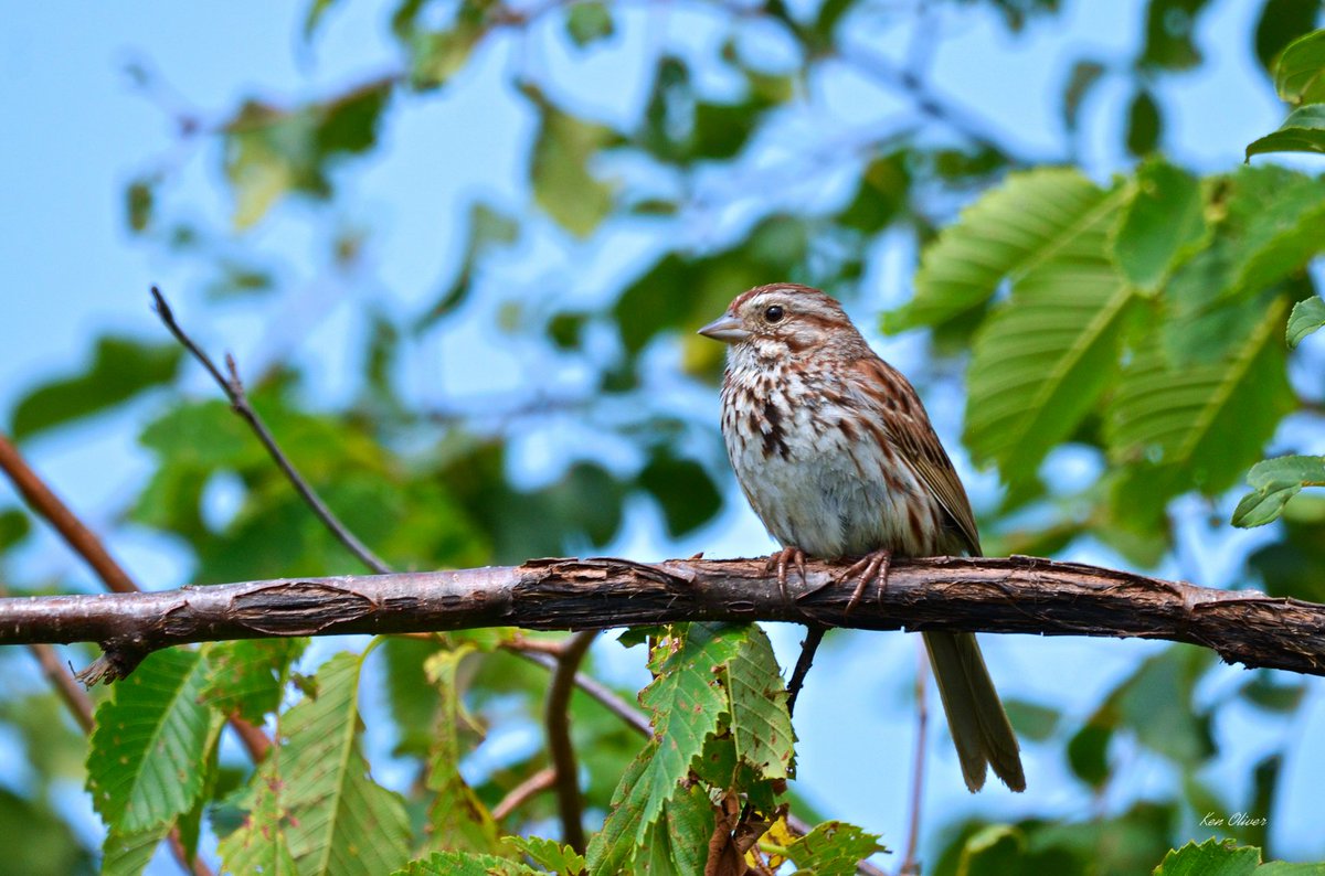 ptbo_scapes's tweet photo. Sing Your Heart Out: The Joyful Dance of the Song Sparrow!
The song sparrow flits gracefully among the tree branches, its melodious chirps filling the air with joyful tunes! 
©Ken Oliver https://t.co/KG8Pw7QzQs