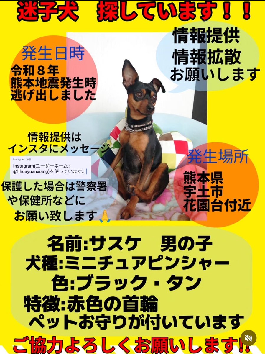 ZgrtP68nyx16257's tweet photo. #拡散希望
 #宇土市
 #迷子犬探しています
 #ミニピン https://t.co/DVYc49Obsb