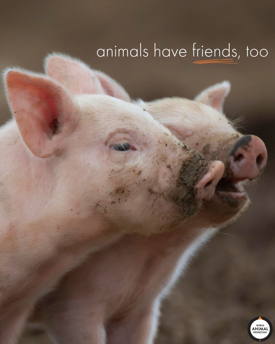 MoveTheWorldUS's tweet photo. Animals have friends, too. 🐷🧡 https://t.co/KqKRbQ5qwR