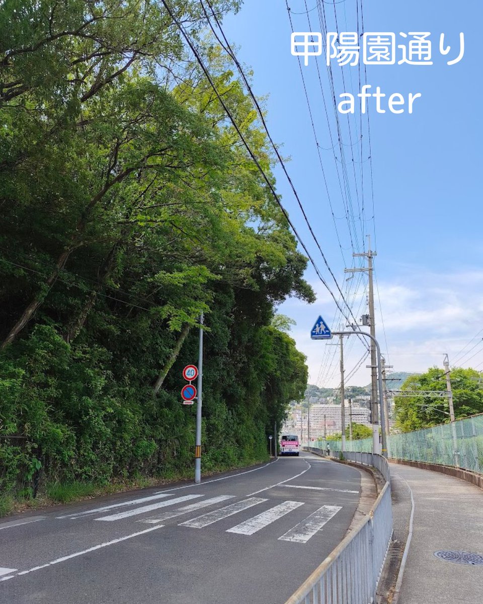 shiromi2022's tweet photo. 甲陽園通りです。

「樹木が茂って【横断歩道】の標識が全く見えない！」と市民さんからご相談がありました。市に対応を依頼したところ、樹木の伐採をしていただきました。

一方で、白線や横断歩道の塗装剥がれ、横断歩道から歩道へ段差など、まだ気になる点があります。こちらも近々市が対応する予定です。

小さなことでもお困りごとがあれば、お気軽にご相談ください。

問い合わせフォームはこちら↓↓
https://t.co/SyqWHh25a3

#佐野ひろみ
#西宮市議会議員