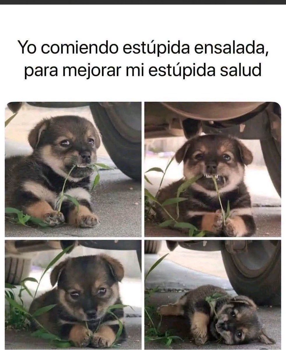 ReyCuervo1's tweet photo. Buen día gente bonita de X-Twitter https://t.co/RCA2qyPRdI