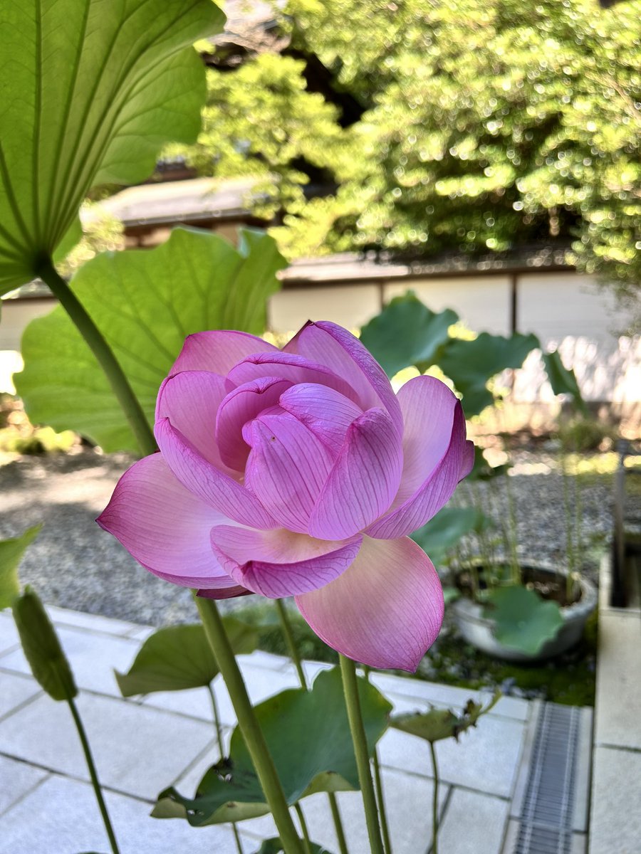 cyza18's tweet photo. 暑くて7月は数回しか行けなかった高尾山

薬王院では江戸風鈴、ハスの花やヤマユリ、ダイコンソウも綺麗に咲いた

「これぞ山の夏！」って感じだな https://t.co/d3GWnbS0jh