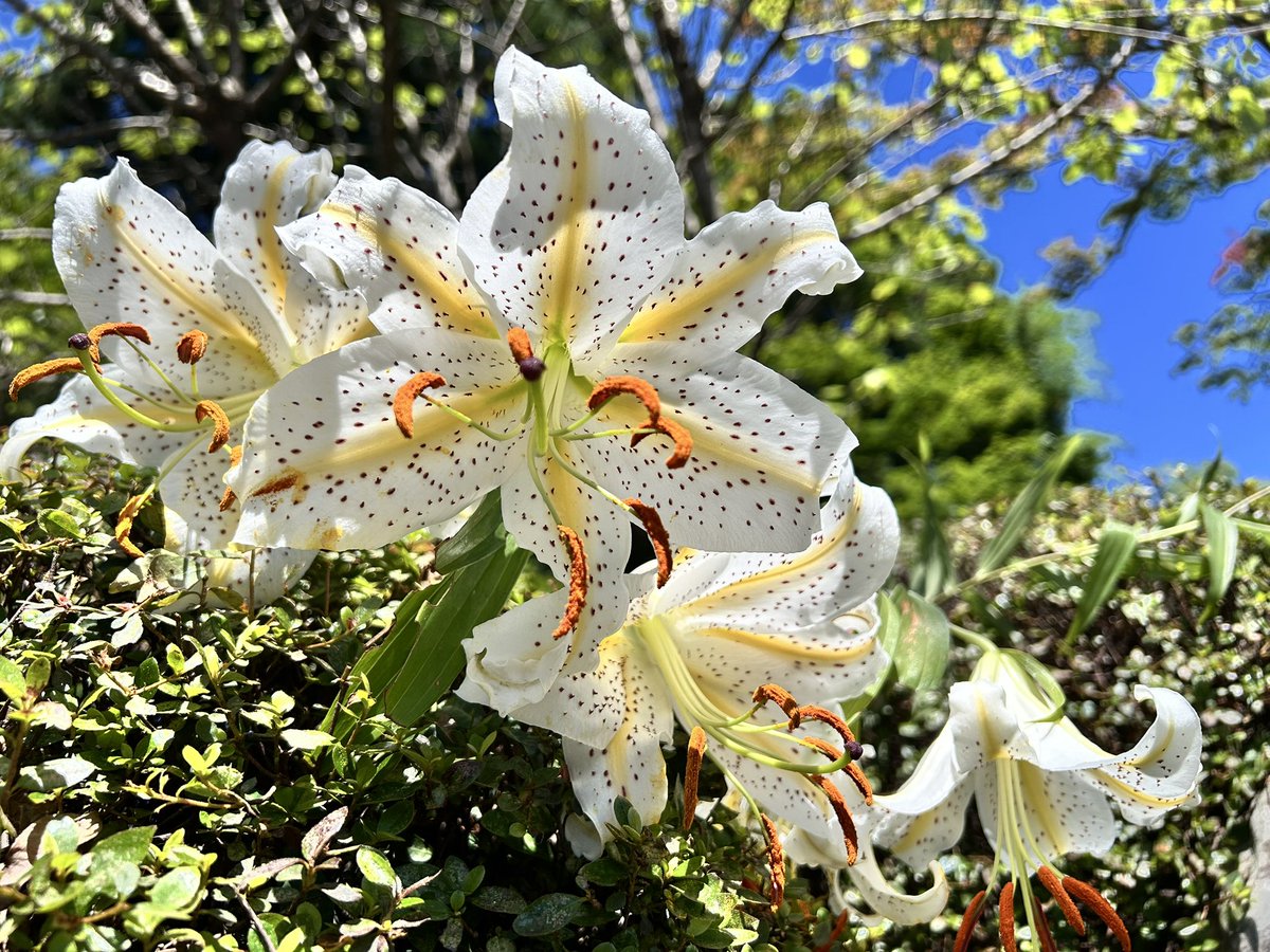 cyza18's tweet photo. 暑くて7月は数回しか行けなかった高尾山

薬王院では江戸風鈴、ハスの花やヤマユリ、ダイコンソウも綺麗に咲いた

「これぞ山の夏！」って感じだな https://t.co/d3GWnbS0jh