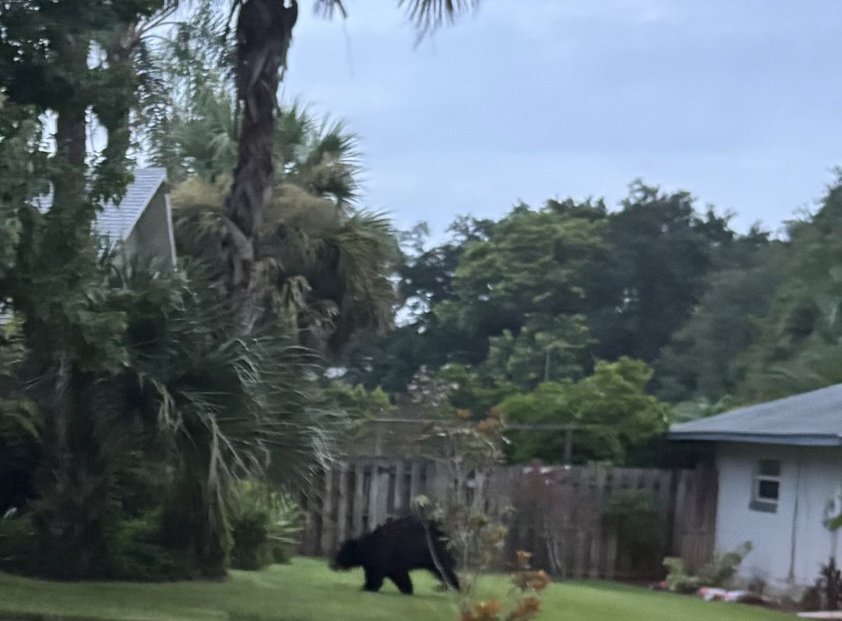 TerminatorOfT's tweet photo. Our hood is being invaded; I was with my Russian Trainer this A.M. when we crossed paths with this big black guy. For some reason he was scared of us! https://t.co/SmSSCE0FSz