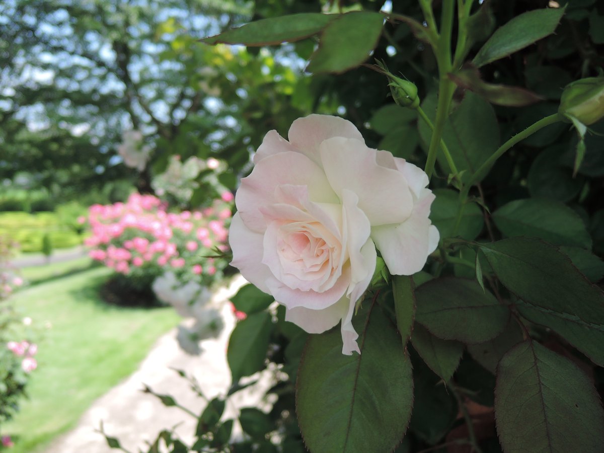 hayayoshi's tweet photo. Roses in Joshu #Rose https://t.co/5J9kZSu2MS