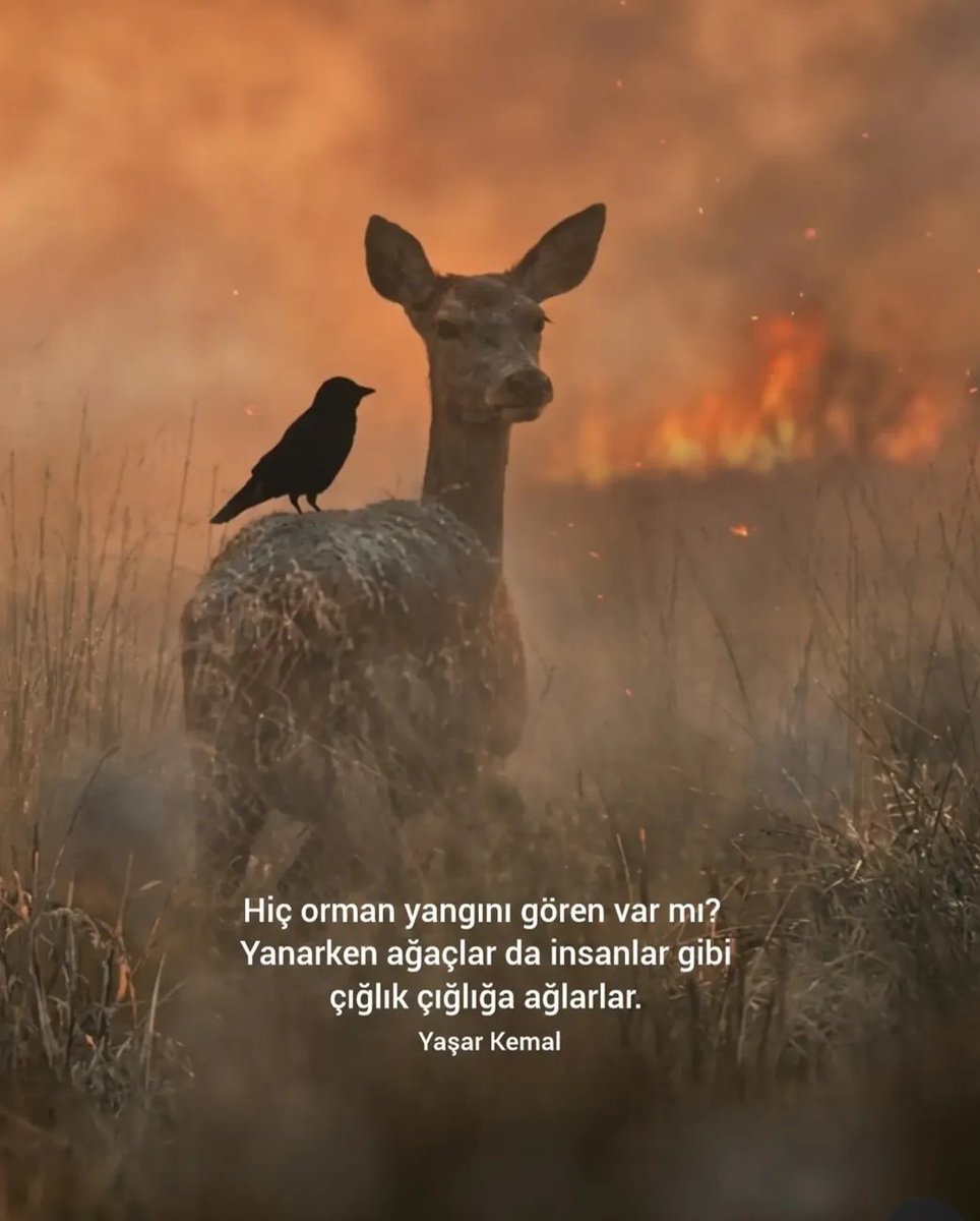 mevludecyr's tweet photo. Yeşil Vatanım, Türkiyem; ciğerlerimiz, geleceğimiz yanıyor!!! 

Bir toprakta gidip de gelmeyecek şeyler var. 
Hemen çaresi bulunmazsa elimizden uçacak, kanı çekilecek can damarları var.
Orman giderse geri gelmez. Orman giderse bir memleketin
toprakları ölür!
Yaşar Kemal
#yangın https://t.co/4XqBF5TnL2