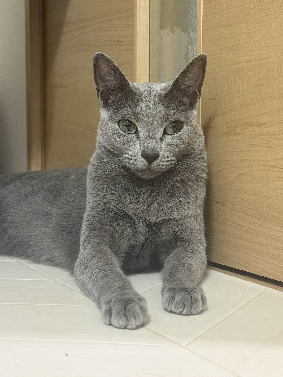 _ykr_0123's tweet photo. ねこぉおおぉおおぉおお！！！！！！！ https://t.co/qFNTx3nifL