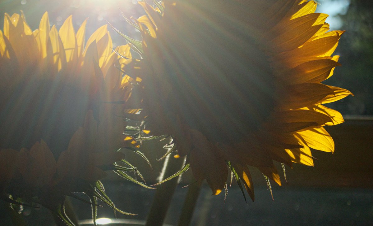 plw1053's tweet photo. Sunshine and Sunnies. #plw1053 #floweroftheday #tenfiftythreeimages #Sunshine #backlit #sunflowers #photographicart #photography @The_RPSLondon
#flowers #nature #seasons #summer #petals https://t.co/X3xUhO21GM