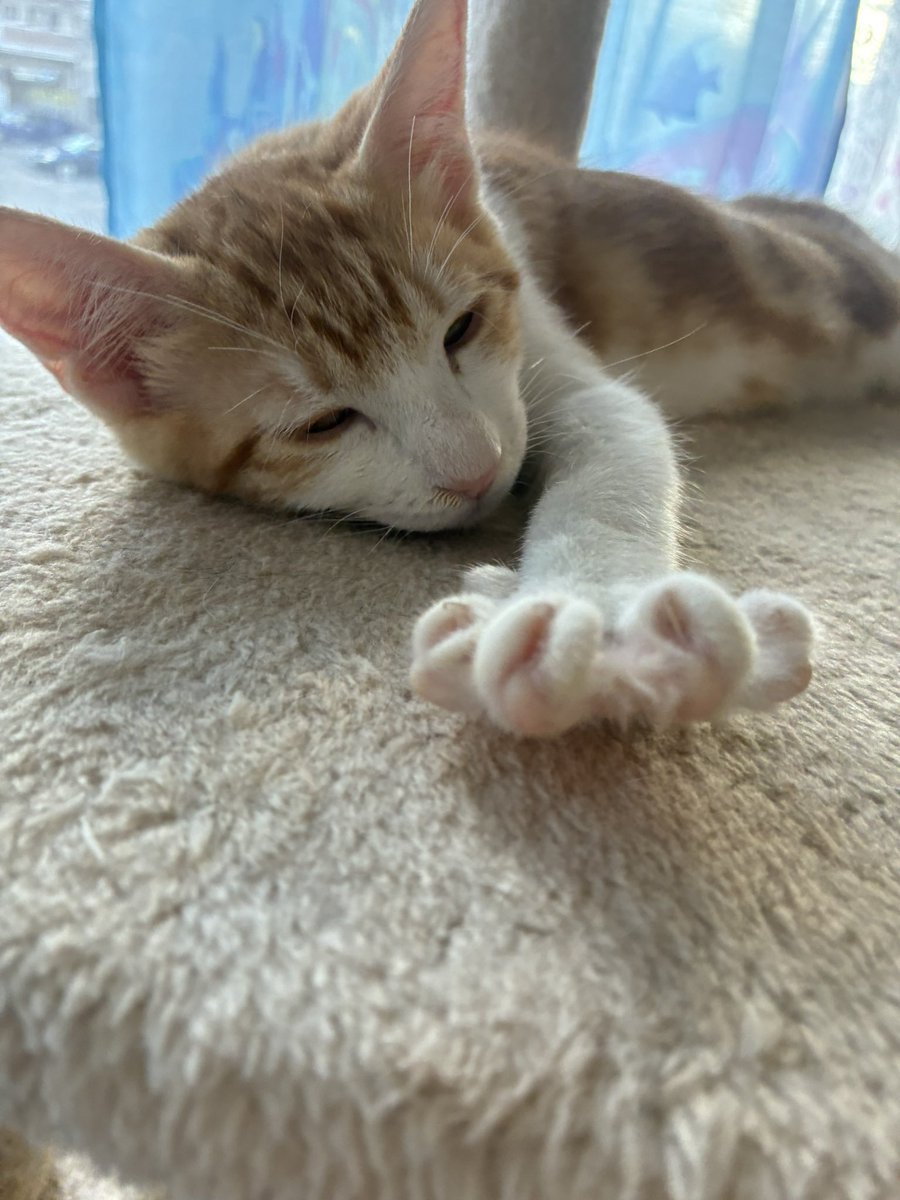Yuseia8b6's tweet photo. 猫の可愛い寝顔集！！ https://t.co/XuVSB1asW7